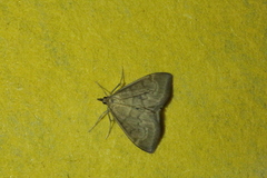 Anania fuscalis