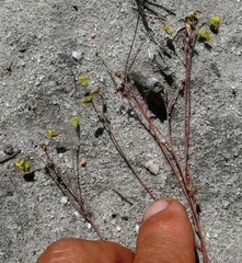 Gymnodiscus capillaris