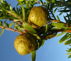 Leucadendron conicum