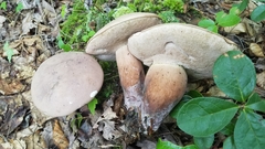 Tylopilus violatinctus
