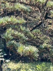 Cedrus brevifolia