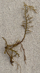 Cystoseira compressa