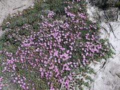 Phiambolia