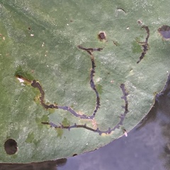 Polypedilum braseniae