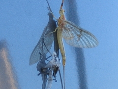 Ephemera glaucops