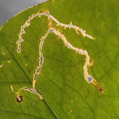 Polypedilum braseniae