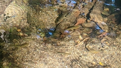 Achondrostoma