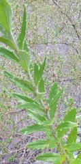 Senecio pubigerus