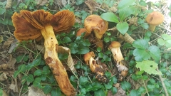 Aureonarius limonius