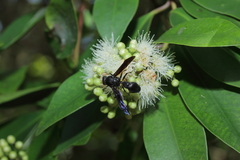 Pseudozumia indosinensis