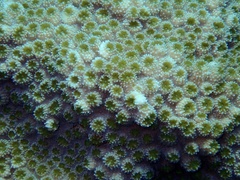 Echinopora hirsutissima