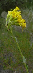 Senecio pubigerus