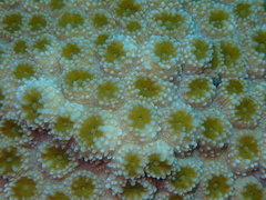 Echinopora hirsutissima