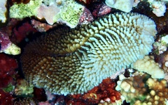 Ctenactis