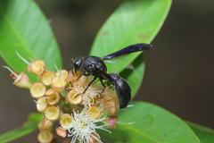Pseudozumia indosinensis