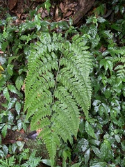 Athyrium silvicola