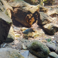 Herichthys carpintis