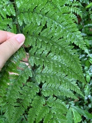Athyrium silvicola