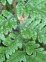 Athyrium silvicola