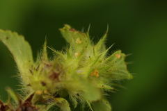 Cosmopepla lintneriana