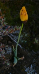 Ornithogalum maculatum