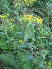 Senecio bayonnensis