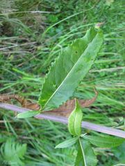 Senecio bayonnensis