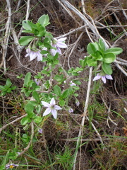 Solanum guineense