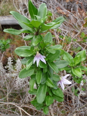 Solanum guineense