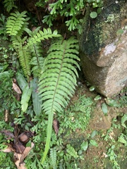 Microlepia hookeriana