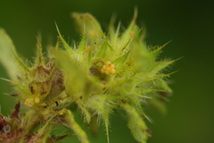 Cosmopepla lintneriana