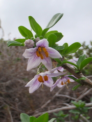 Solanum guineense