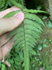 Microlepia hookeriana