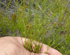 Centella virgata virgata