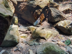 Herichthys carpintis