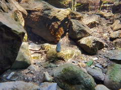 Herichthys carpintis