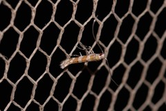 Acrocercops hedymopa