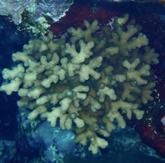 Stylophora