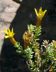 Oedera sedifolia