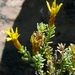 Oedera sedifolia - Photo 由 Tony Rebelo 所上傳的 (c) Tony Rebelo，保留部份權利CC BY-SA