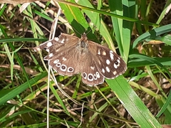 Pararge aegeria