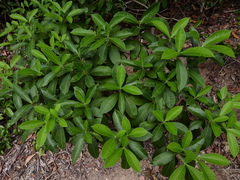 Alstonia muelleriana