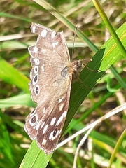 Pararge aegeria
