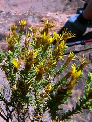 Oedera sedifolia