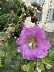 Alcea rosea