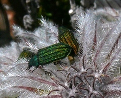 Melyris interstitialis