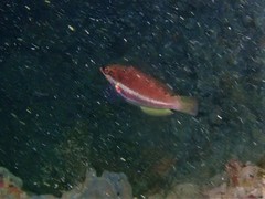 Pseudolabrus biserialis