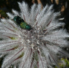 Melyris interstitialis