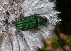 Melyris interstitialis