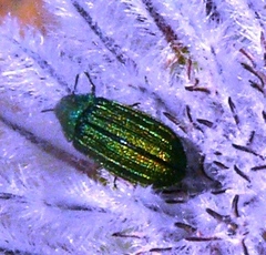 Melyris interstitialis